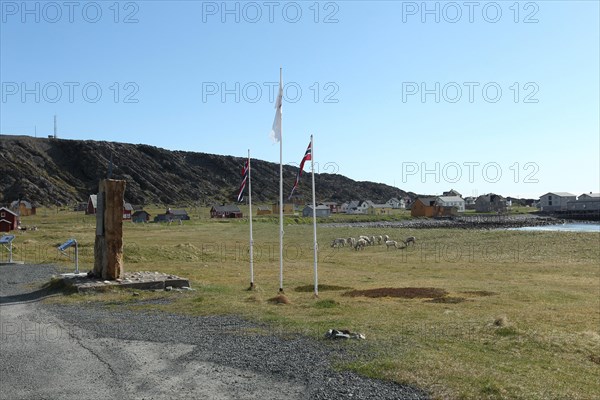 Reindeer in the tundra in front of the abandoned fishing village of Hamningberg on the Barents Sea with Norwegian flags and a memorial stone to the navigator Colin Archer