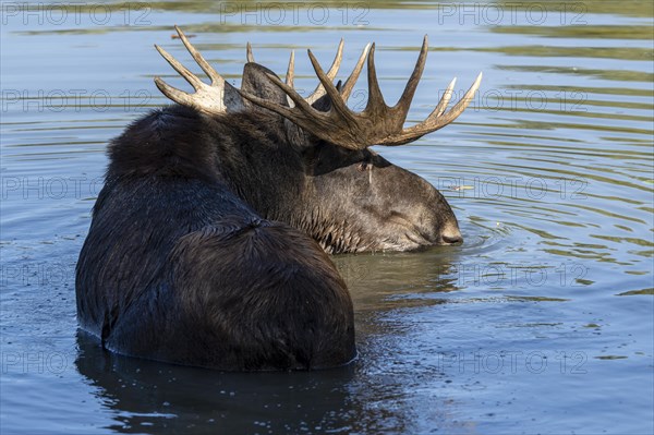 European elk