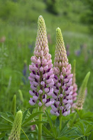 Lupins