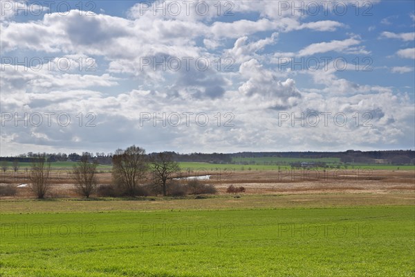 Reed stand on the Trebel River