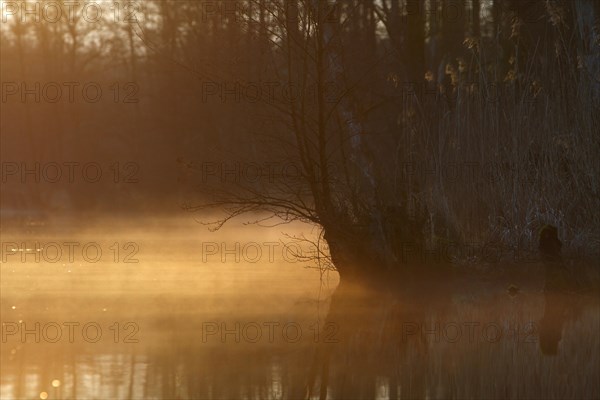 Alder forest with deadwood in the fog at sunrise on the Peene