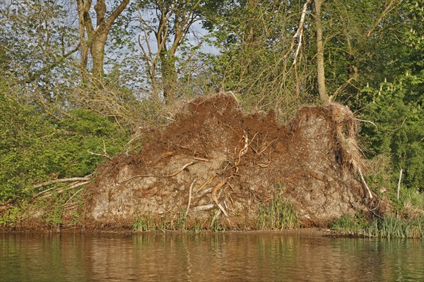 Root ball of a fallen tree