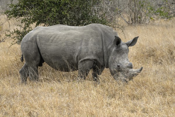 White rhinoceros