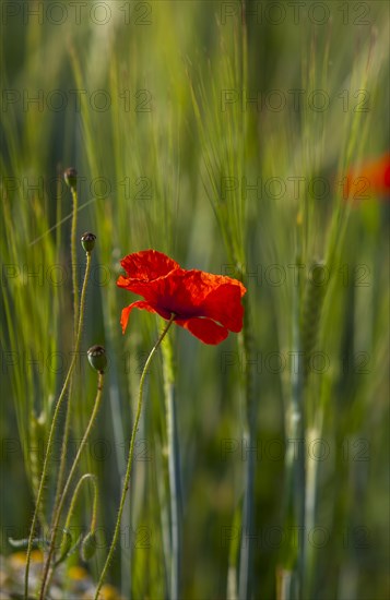 Poppy flowers