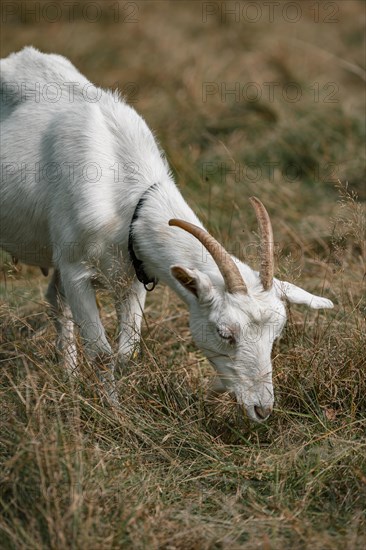 Grazing goat