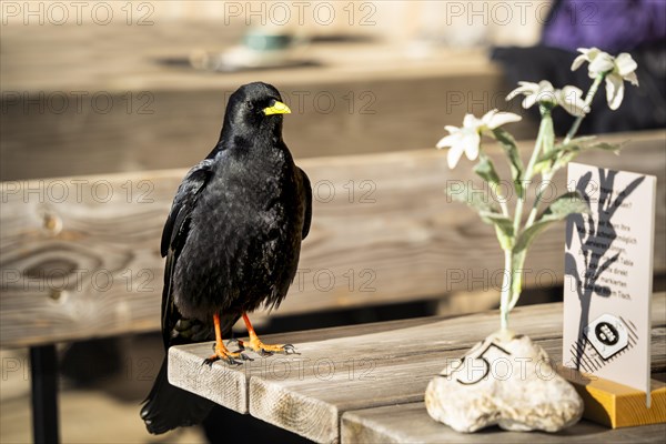 Table 35 would like to order. An alpine chough