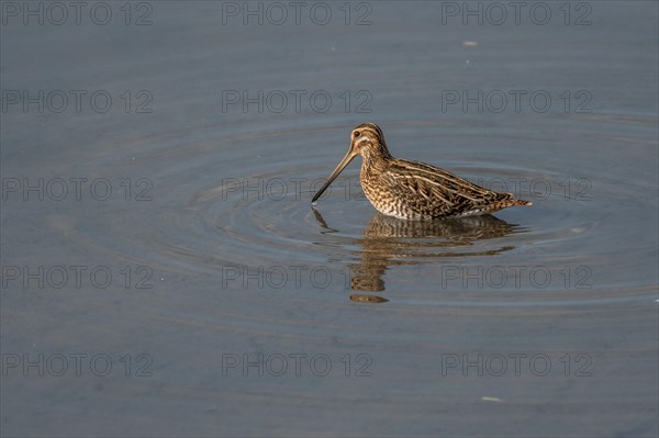 Common Snipe