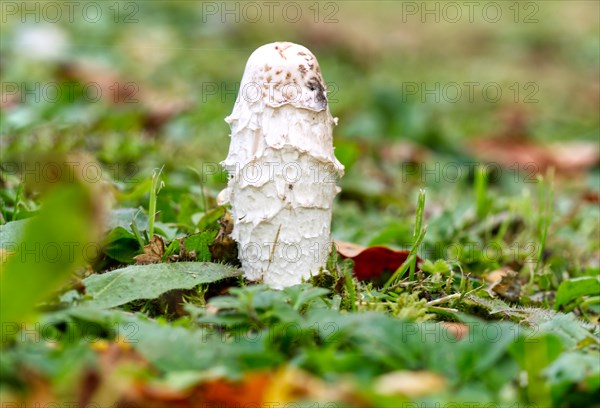 Shaggy ink cap