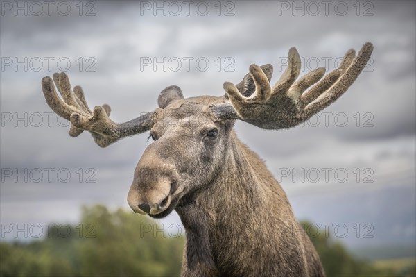 Elk