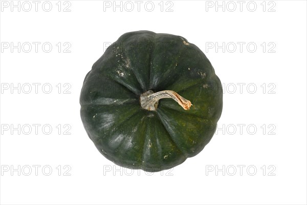 Top view of dark 'Black Kat F1' acorn squash with dark green