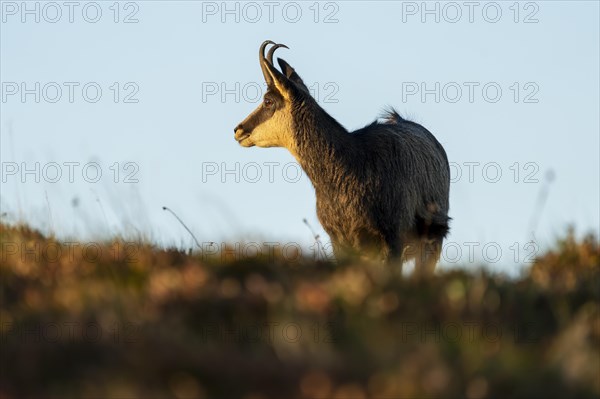 Chamois