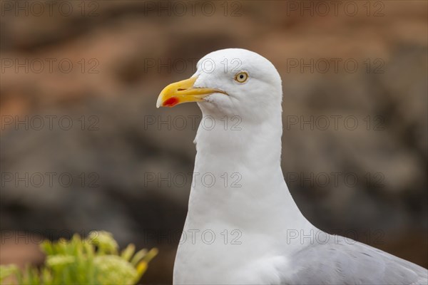 European herring gull