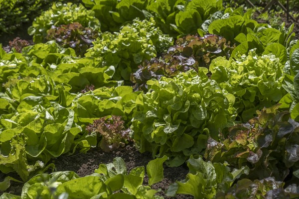 Bed with various green lettuce varieties