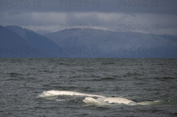 Group of belugas