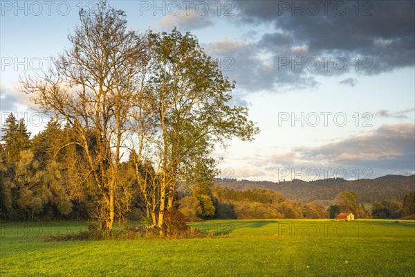 Landscape in the Allgaeu with meadows