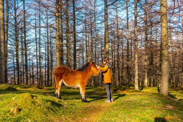 A young hiker stroking wild horses in the Oianleku forest