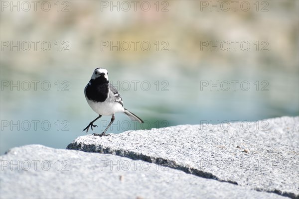 A white wagtail