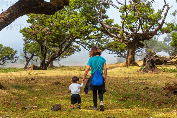 Fanal forest in Madeira