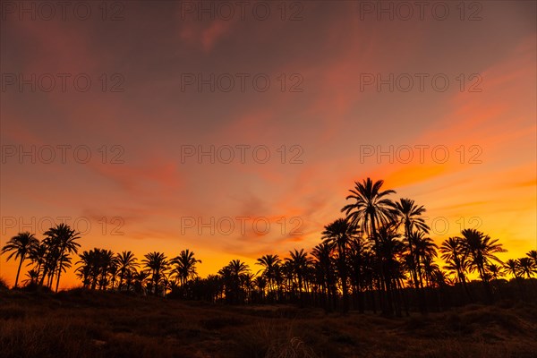 Silhouette of palm trees reflected in an orange sunset on a beach by the sea in the town of Torrevieja