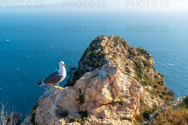 Seagulls at the Mirador de Carabineros in the Penon de Ifach Natural Park in the city of Calpe