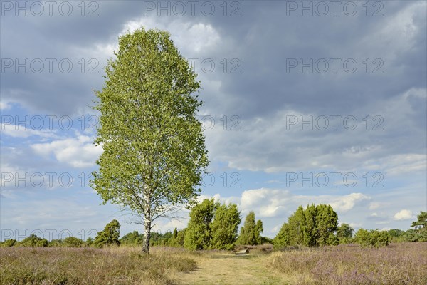 Heathland landscape