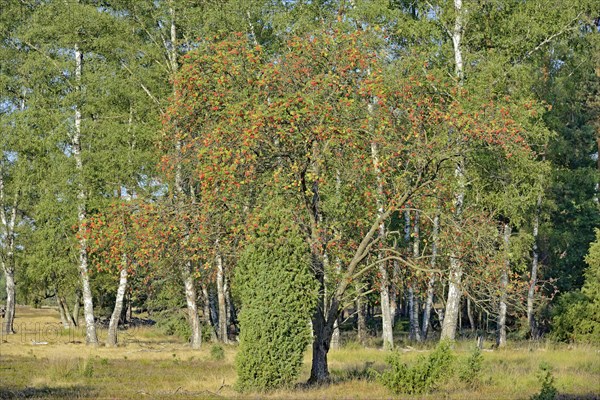 Heath landscape