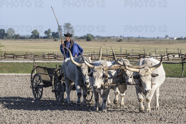 Hungarian steppe cattle