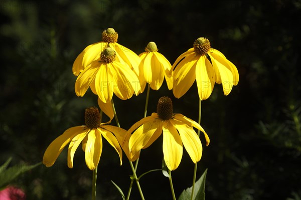 Flowering yellow coneflower