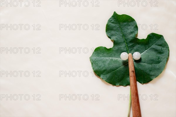 Mockup of a facial roller on a Jatropha podagrica leaf