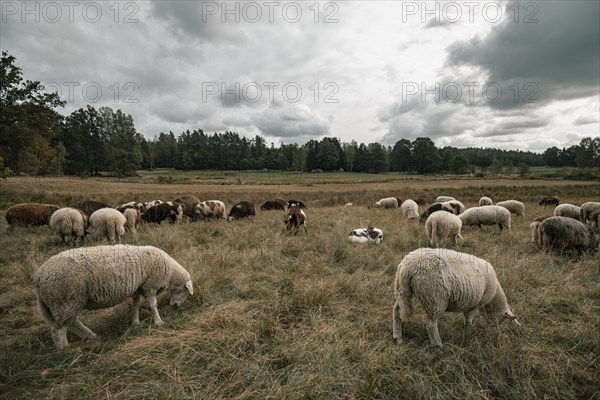 Grazing sheep and goats in the Blockheide