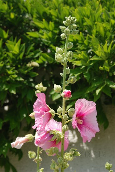 Garden hollyhock lcea Althea rosea