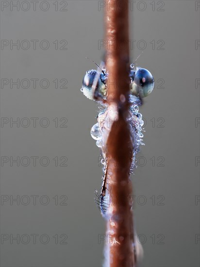 Emerald damselfly