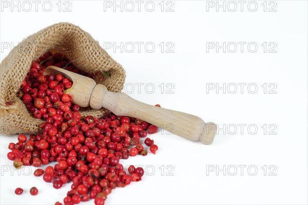 Pink peppercorns in a burlap bag isolated on white background and copy space