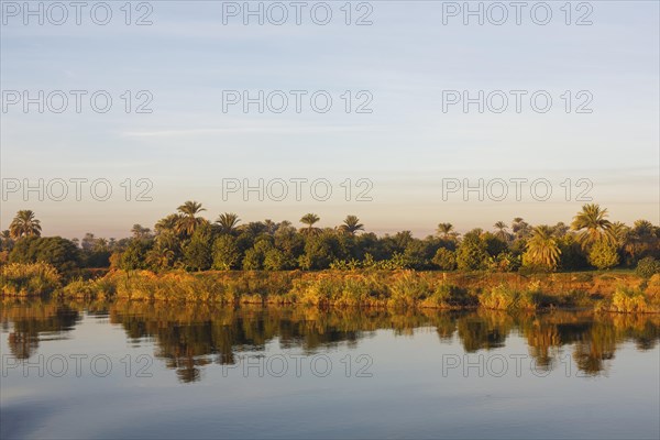 Landscape with palm trees on the Nile