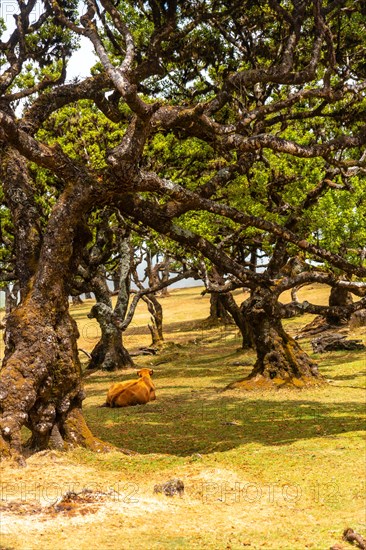 Fanal forest in Madeira