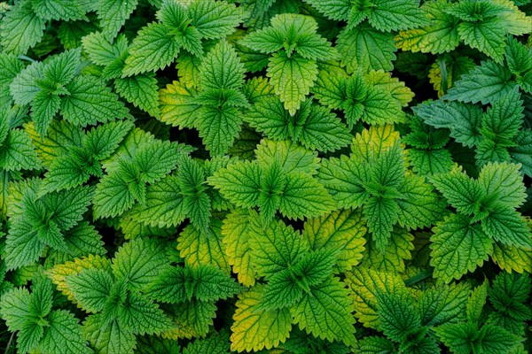 Stinging nettle