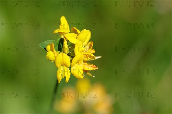 Bird's-foot trefoil