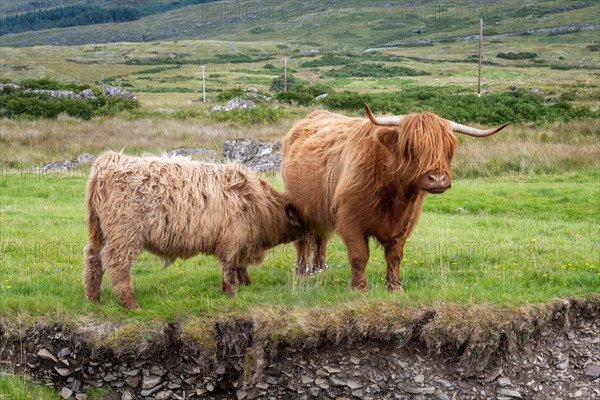 Scottish Highland Cattle