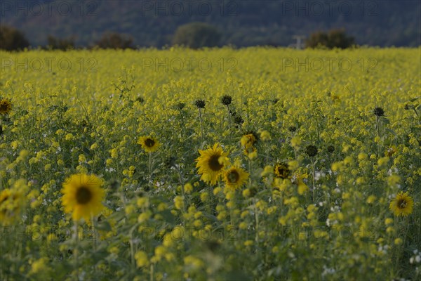 Field mustard