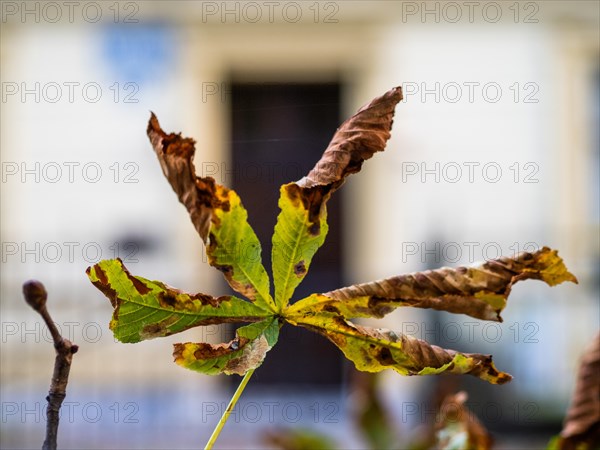 Foliage from a chestnut tree