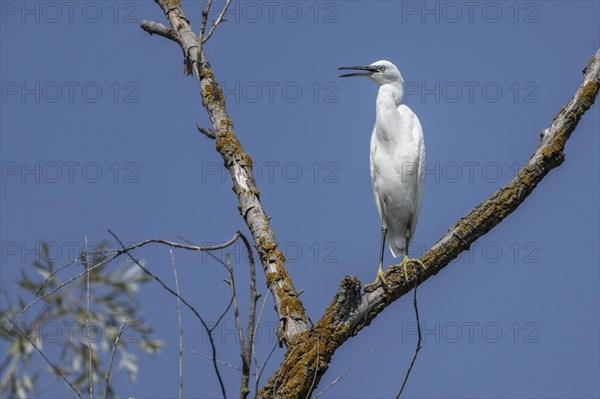 Little Egret