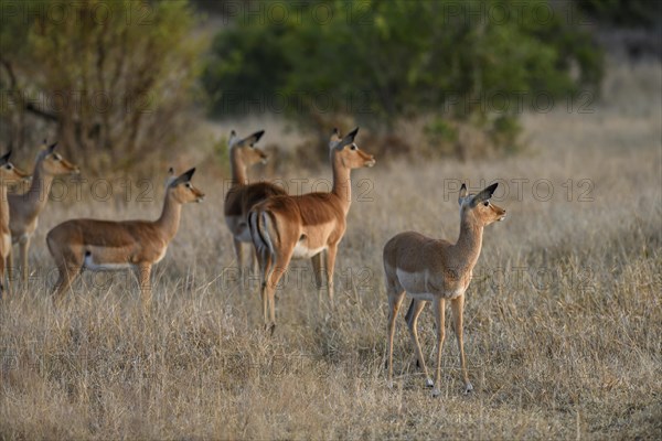 Black heeled antelopes