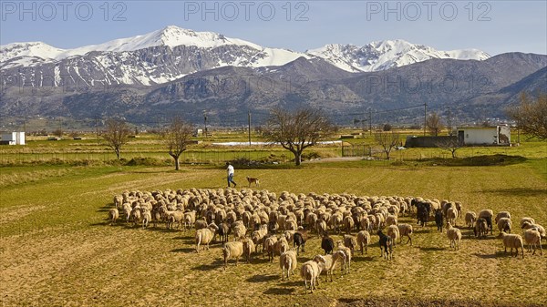 Lassithi plain