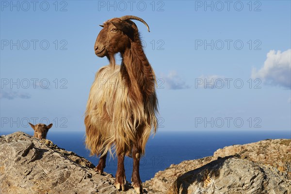 Goat and head of a goatling