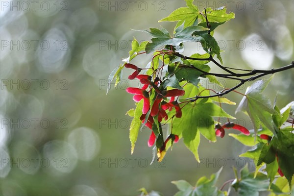 Fan maple in autumn