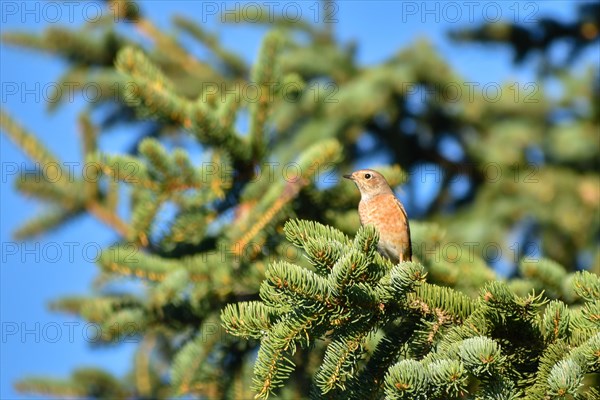 Common redstart