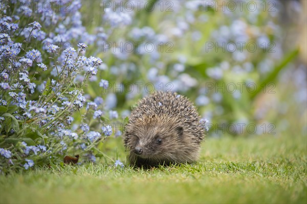 European hedgehog