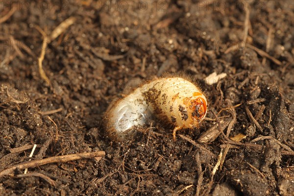 European june beetle