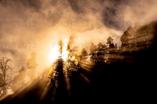 Orange sunset in a misty forest with the sun behind the nuts. Pines of the Island of La Palma