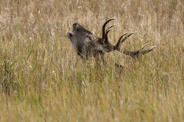 Red deer